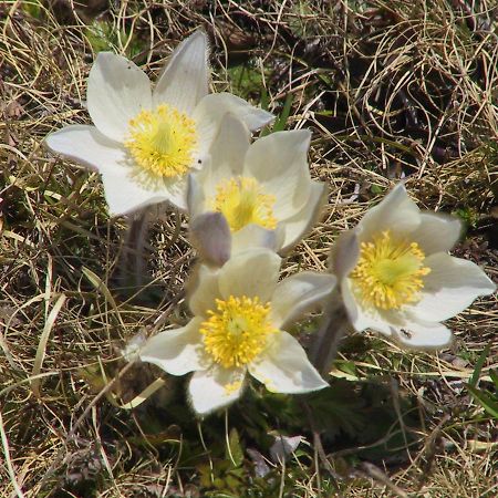 Anemone Home Santa Caterina Valfurva Exterior foto